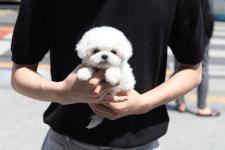 펫퍼스트 24시 강아지분양 고양이분양 파주운정점