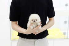 펫퍼스트 24시 강아지분양 고양이분양 인천본점