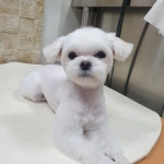 강아지 이발소