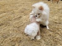 콩자반애견유치원