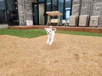 콩자반애견유치원