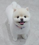 둥가둥가 펫살롱