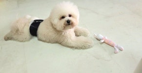 알라꿀 펫살롱