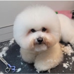 알라꿀 펫살롱