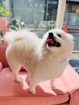 멍발소