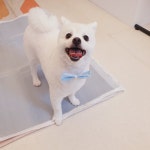 멍발소