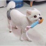 알라꿀 펫살롱