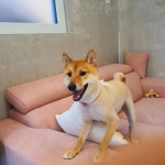 멍발소