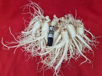 금산수삼센터 도매17호 신선삼