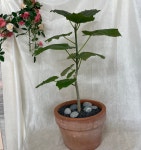 꽃조아화원