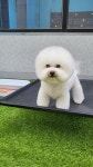 해피 오브 트리밍