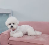 강아지와산책