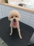 몽글펫