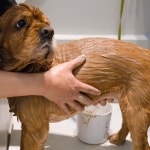 블루멍 펫 테라피