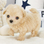 탑애견 강아지 고양이 대전점