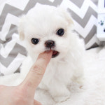 탑애견 강아지 고양이 대전점