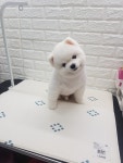 토미펫샵