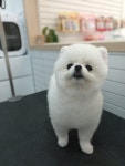 몽글펫