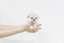 펫퍼스트 24시 강아지분양 고양이분양 용인점