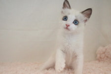 광주고양이분양 브로스펫 광주본점