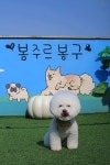 봉주르봉구