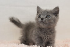 광주고양이분양 브로스펫 광주본점