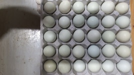 청계푸른농원
