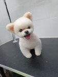 미사랑동물병원