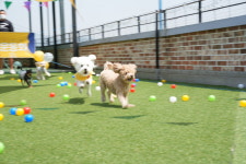 펫츠하우스 애견유치원