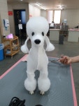 정애견미용학원 창원점