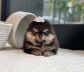 강아지분양 애견입양 아이러브독 대구점
