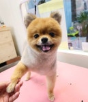 멍멍이이발관
