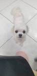 펫스토리동물병원