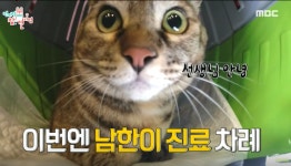 세계로동물의료센터