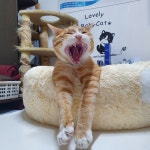 늘조은동물병원