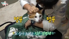 세계로동물의료센터