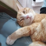 늘조은동물병원