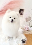 가장아름답개