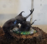 온새미로곤충농장 샵