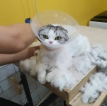 고양이미용호텔 캣츠앤