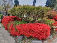 논산솔꽃정원펜션