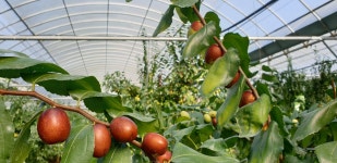 보은대추 넘은골농원