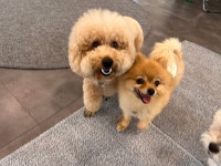 독 블레스 유