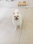 강아지미용실