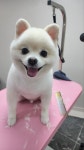 퍼피살롱