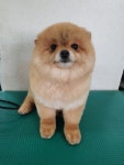 댕댕이의 하루