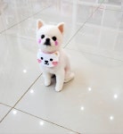 모모펫살롱