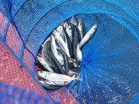 원전강민해상낚시터