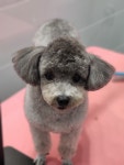 개폼애견샵