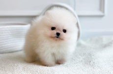 강아지분양 애견입양 아이러브독 대구점